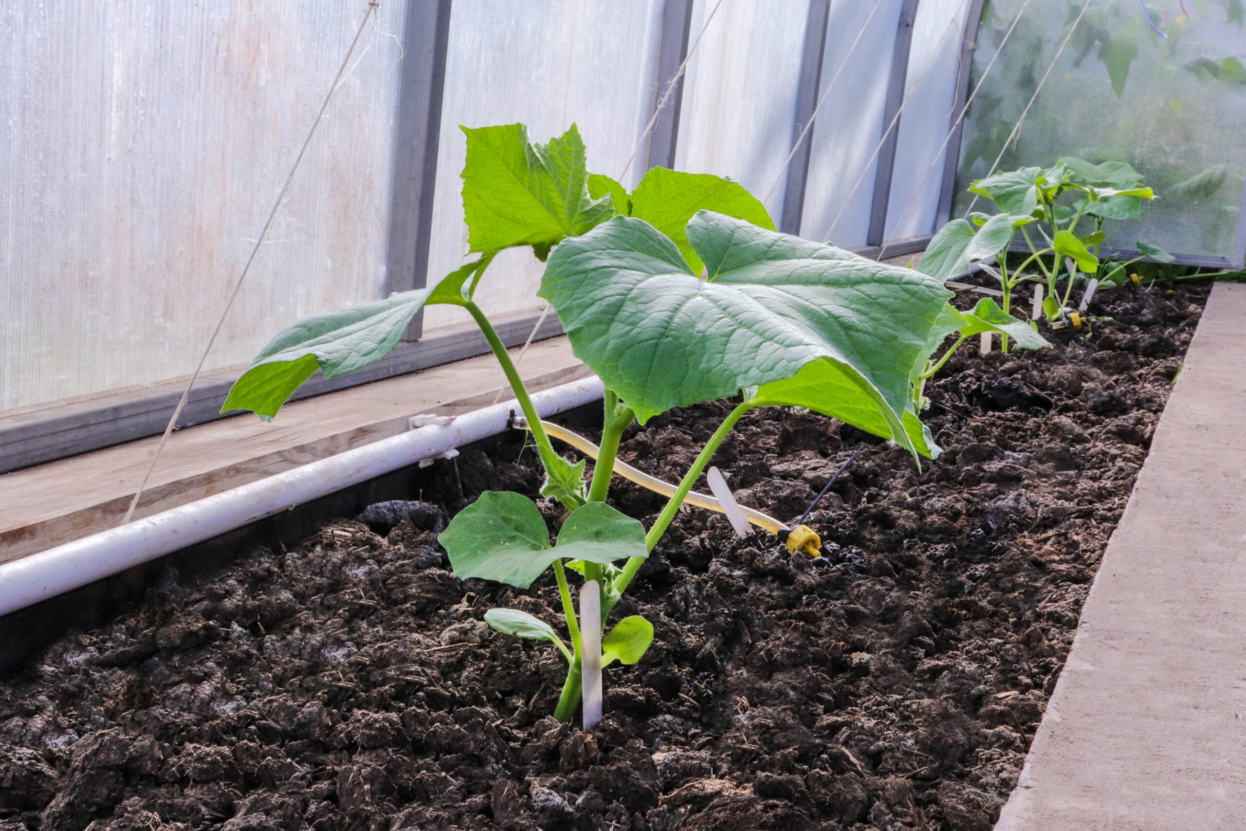 How to Extend the Garden Growing Season | Organic Heir