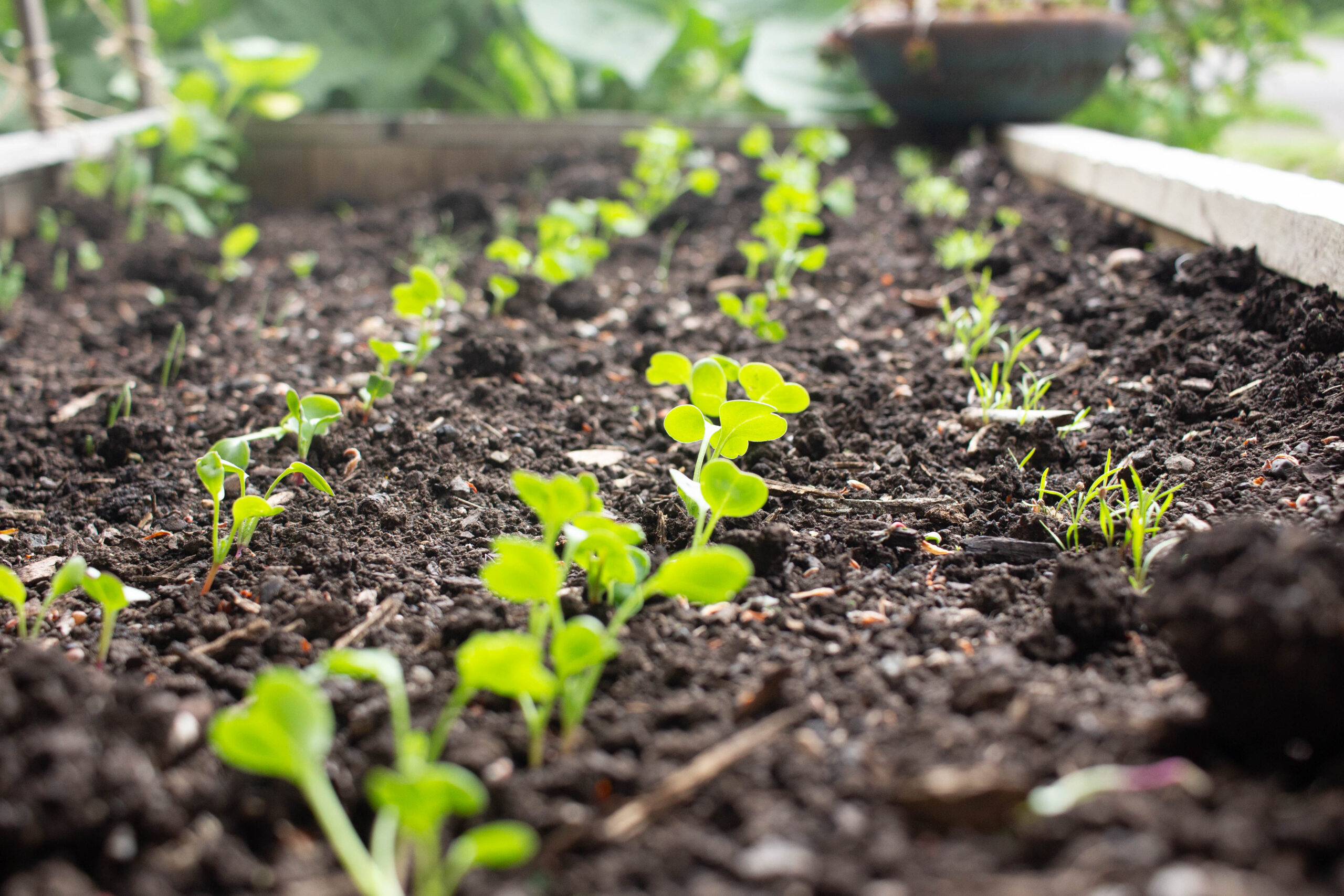 organic-heir-what-type-of-garden-to-plant