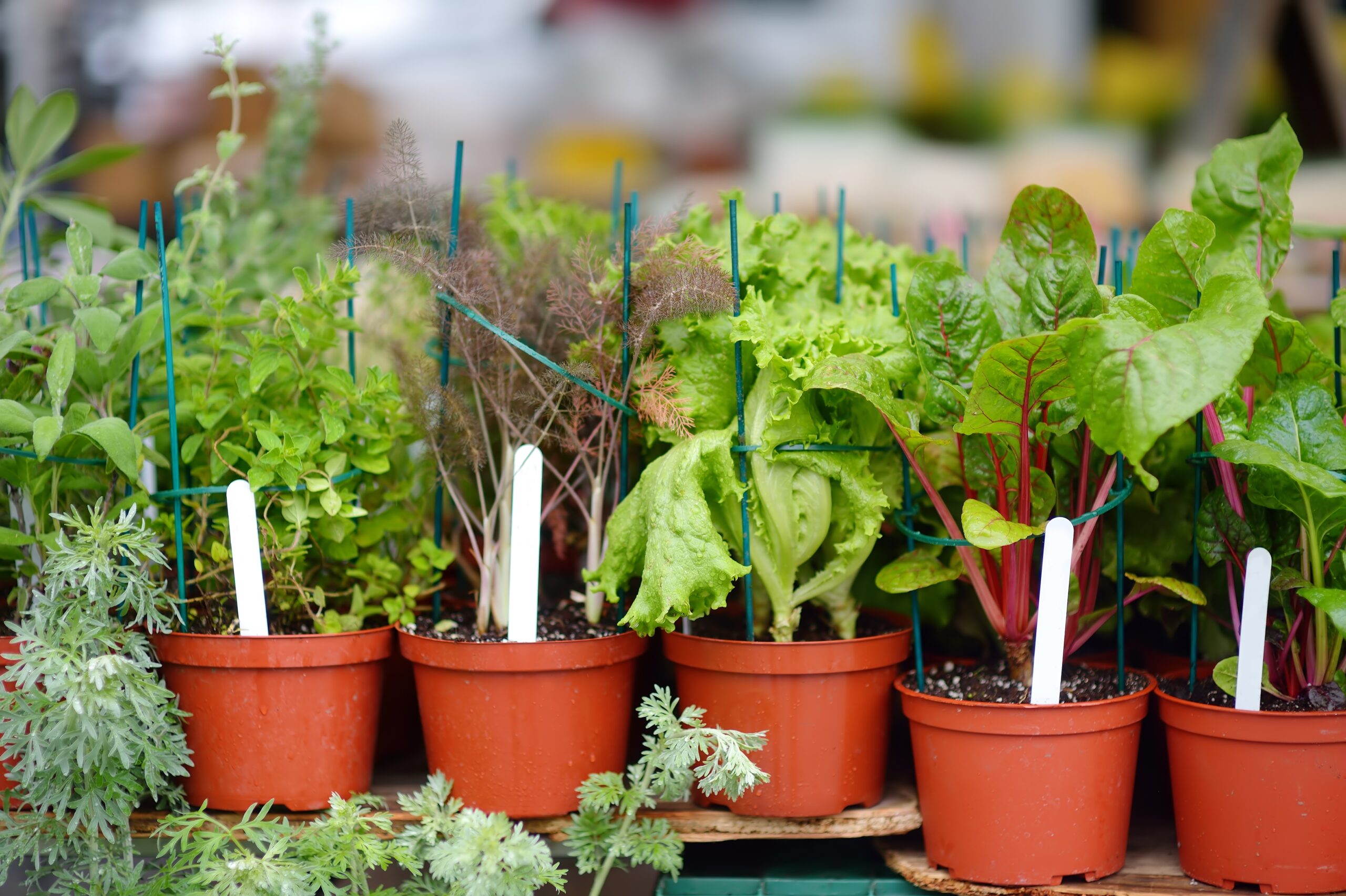 organic-heir_how-to-garden Container Gardening Basics | Organic Heir