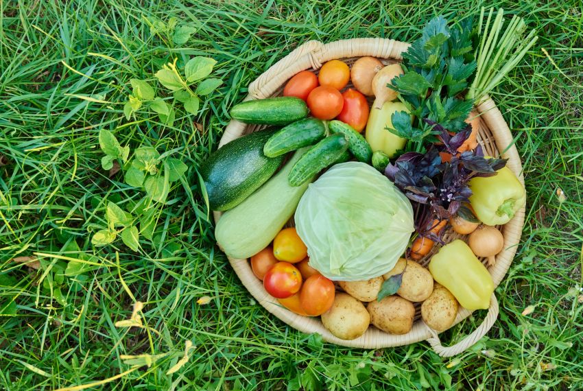 The Cost Savings of Growing Your Own Food The Ongoing Savings That Add Up