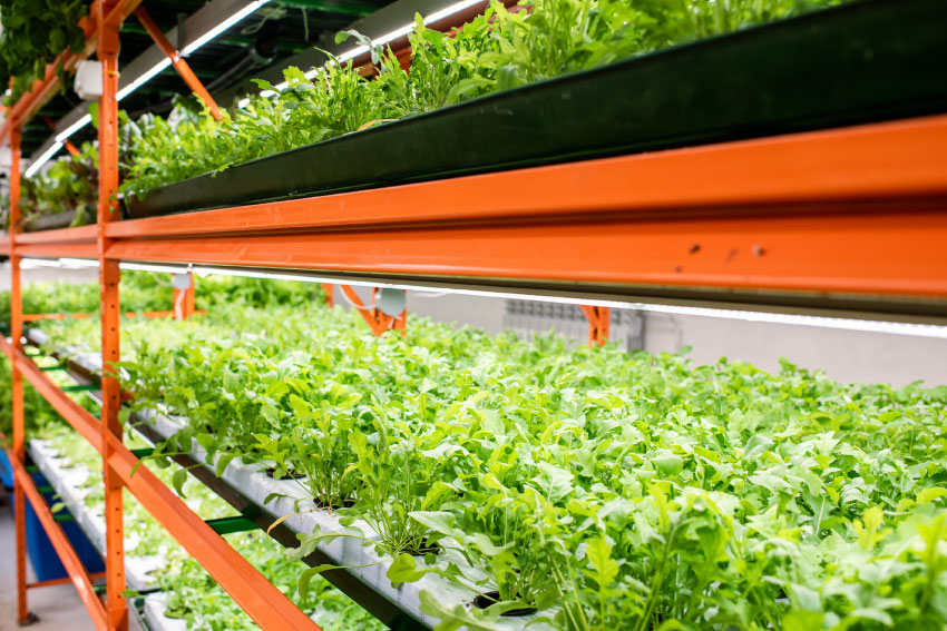 The Future of Food Security is NOT Vertical Farming