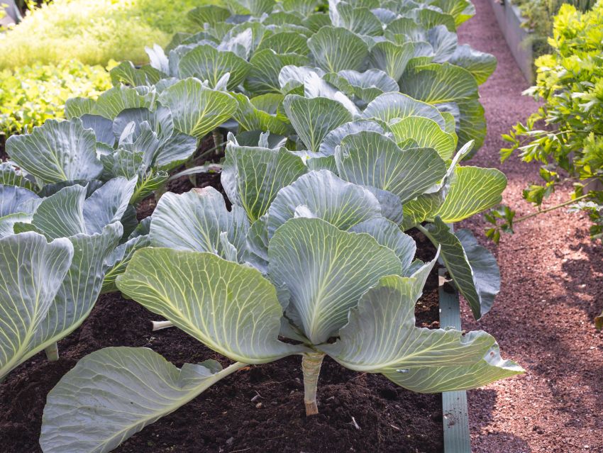 Growing Food Creates Self-Sufficiency | Organic Her